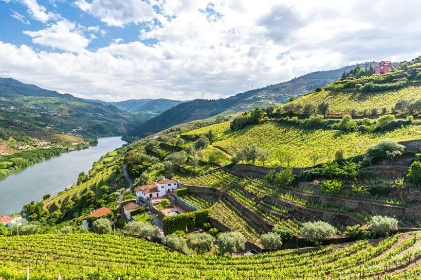 Vineyards on the Douro River in Portugal