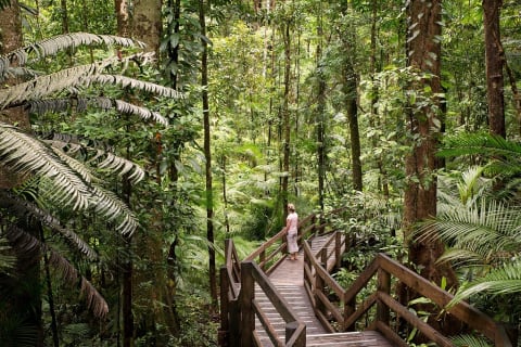 Daintree Rainforest in Queensland, Australia