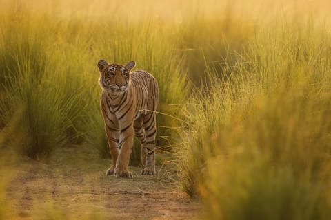 Bengal tiger in Ranthambore National Park, Inida