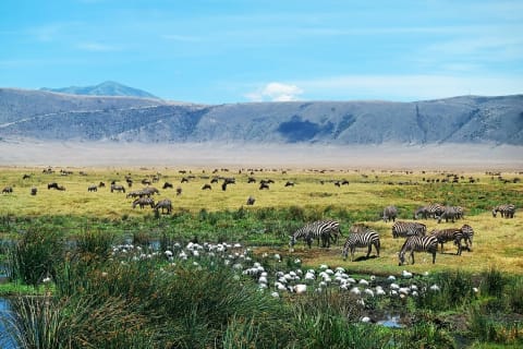 Wild animals surrounded by nature, Ngorongoro Crater, Africa
