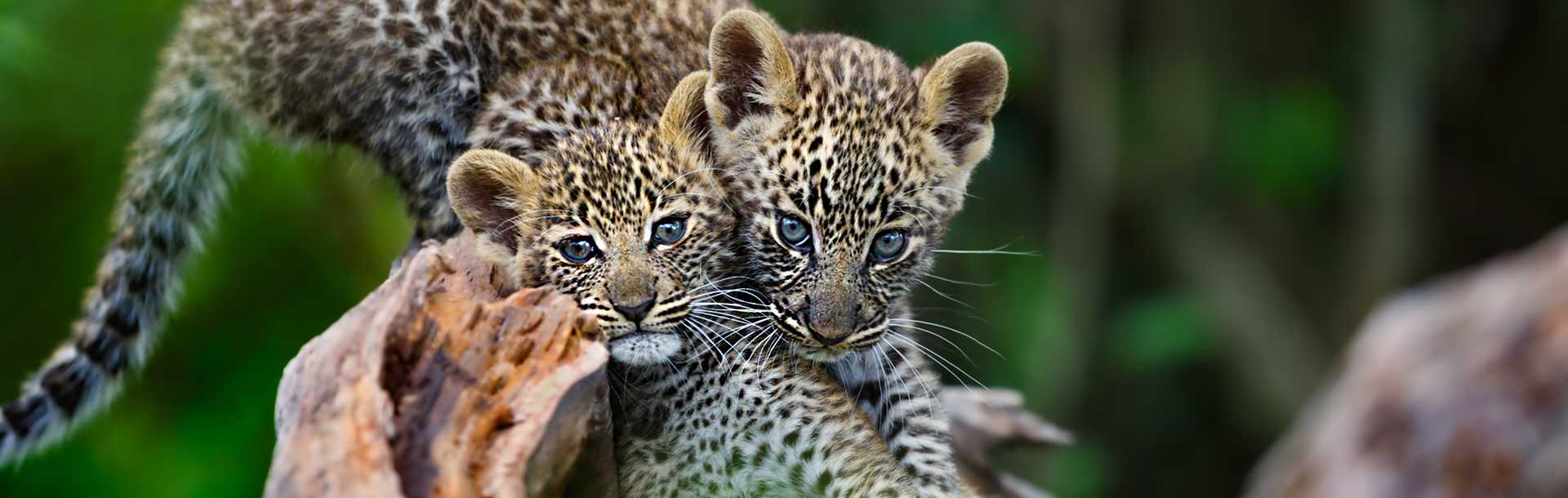 Pair of leopard cubs seen on a Tanzania Safari