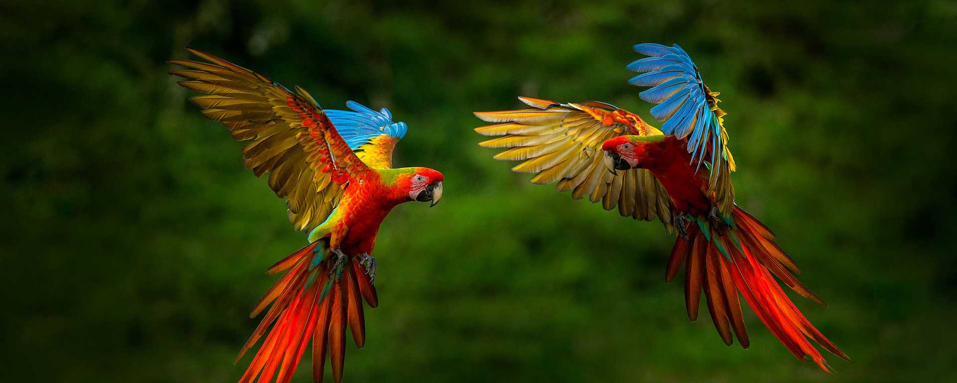 Scarlet macaws at Corcovado National Park, Costa Rica
