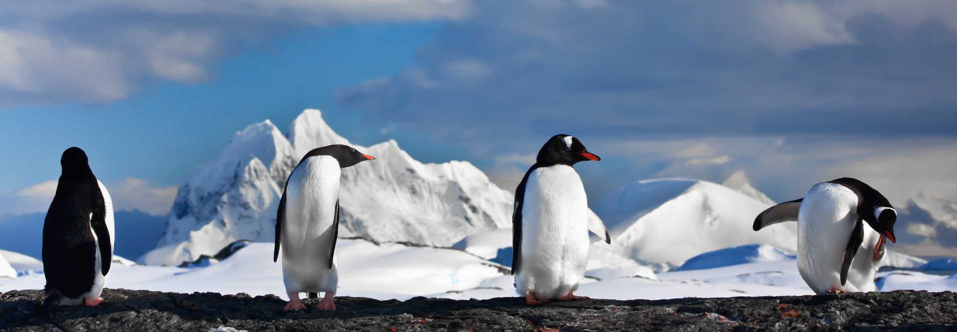 Antarctica Tour - Gentoo Penguins