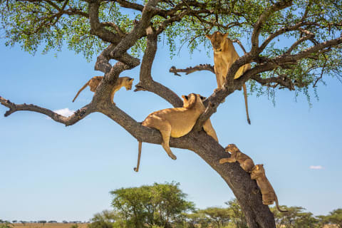 Lioness with cubs hanging out in a tree in the Serengeti, Tanzania
