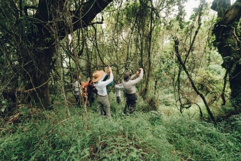 Tourists at Bwindi Impenetrable Forest in Uganda. 