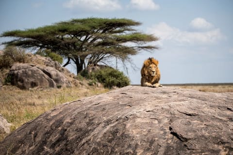 Lion laying on a boulder in Eastern Serengeti, Tanzania