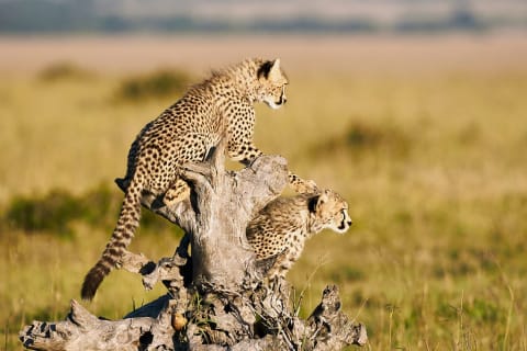 Two young cheetah on the savanna in Kenya