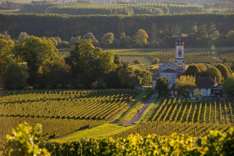Vineyards in southwestern France