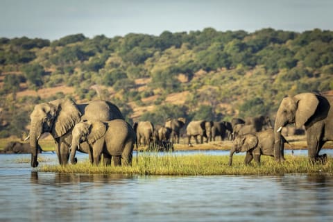 Herd of elephants along waterways of the Chobe River in Botswana