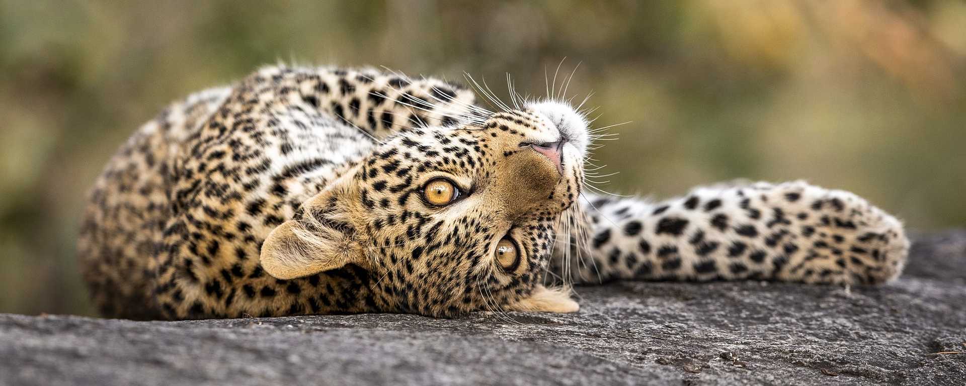 Playful leopard cub with big eyes lying on a rock in Kruger National Park, South Africa