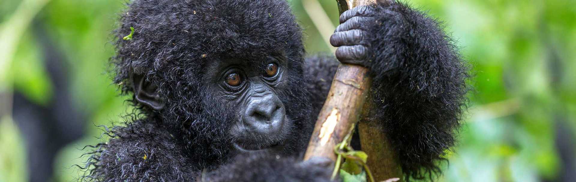Uganda Safaris - Baby gorilla in Virunga National Park
