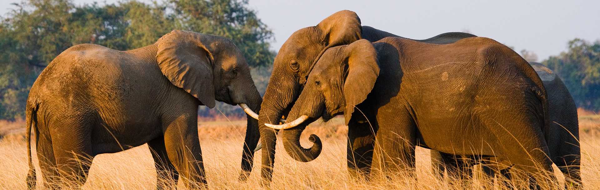 Zambia Safaris - Elephants in Lower Zambezi National Park