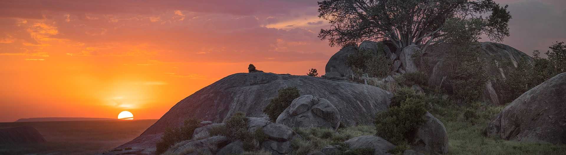 Silhouette of a lion a kopjes at sunset the Serengeti, Tanzania