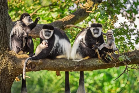 A family of Mantled Guereza monkeys in Rwanda.