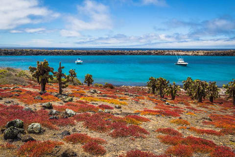 Cactuses on South Plaza Island with blue bay in the background, Galapagos, Ecuador