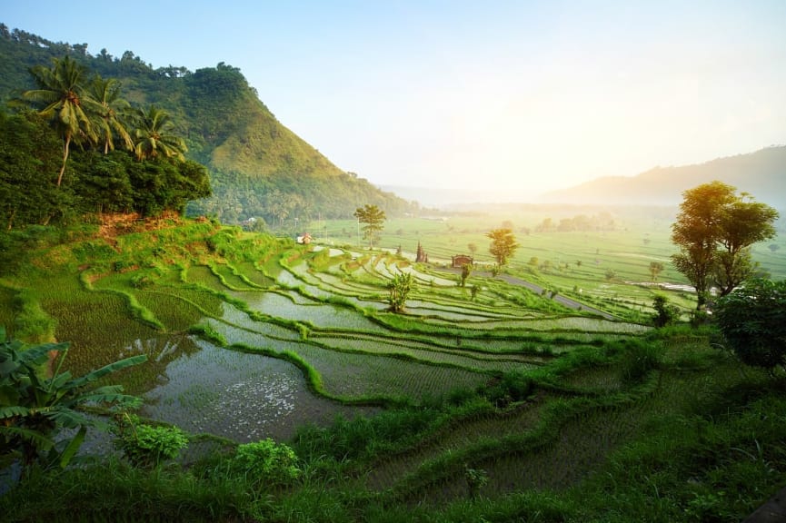 Rice terrace landscape in Bali