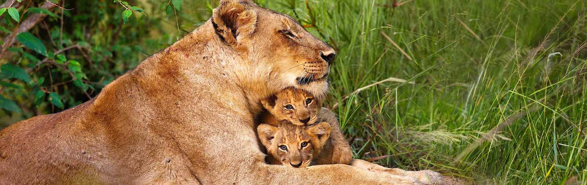 Lioness and her cubs viewed on an African Safari