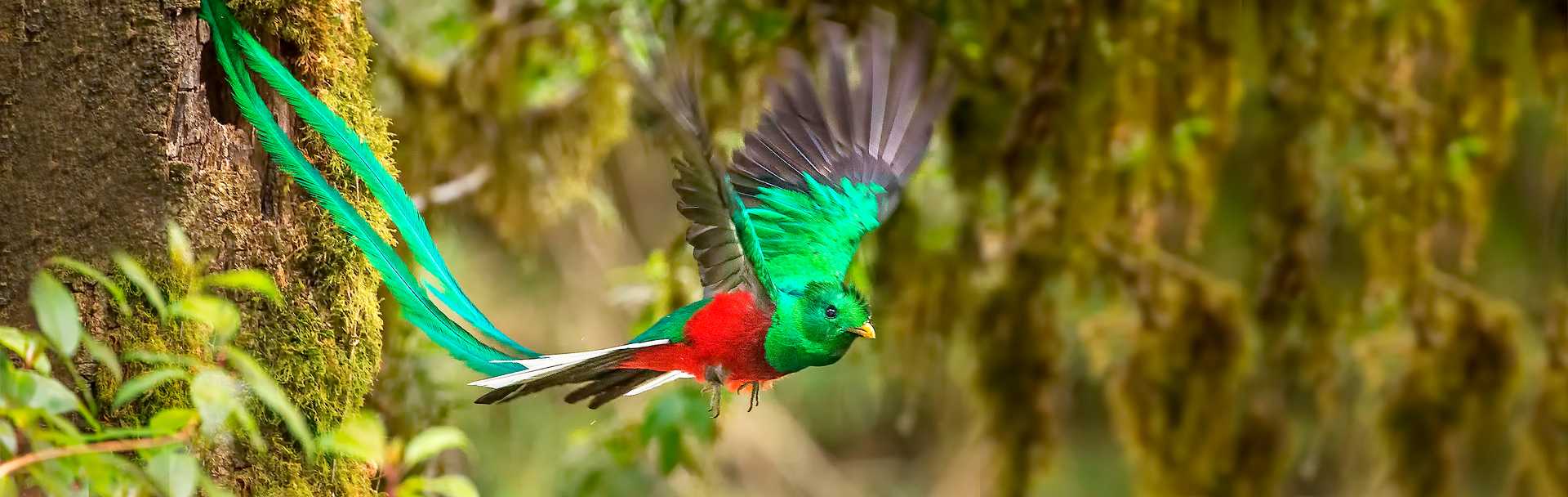 Male Resplendent Quetzal in Flight spotted in Costa Rica.