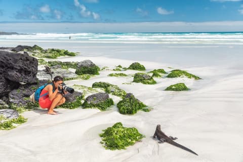 Traveler photographing an iguana on the beach at Santa Cruz Island in the Galapagos, Ecuador