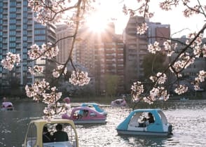 Families enjoying cherry blossoms from boats on Shinobazu Pond at Ueno Park in Tokyo, Japan