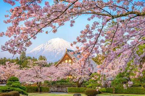 Spring cherry blossoms at Taiseki-ji Temple with Mt. Fuji in the background