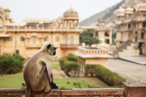 Monkey sitting on wall in front of Galta Palace in Jaipur, India