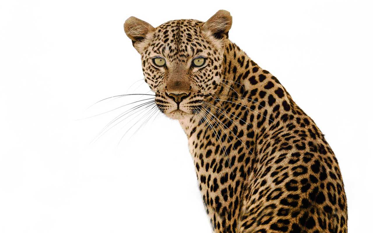An African leopard