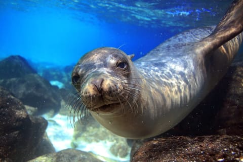 Sea lion underwater in tidal lagoon in the Galapagos islands