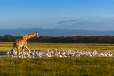 Rothschild's giraffe and pelicans at Lake Nakuru in Kenya